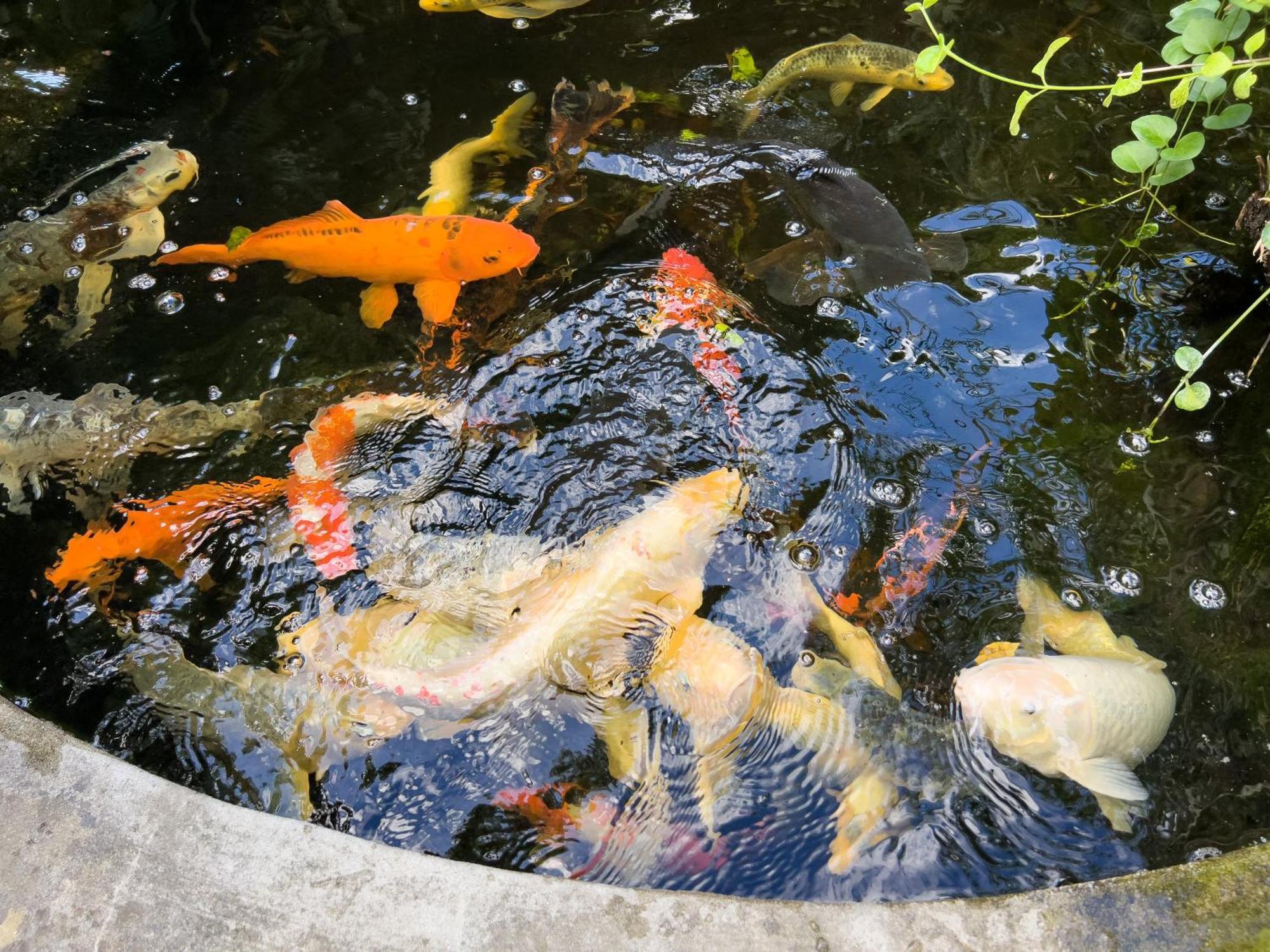 Villa La Rodina ディアーノ・マリーナ エクステリア 写真